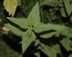 image of Urtica dioica