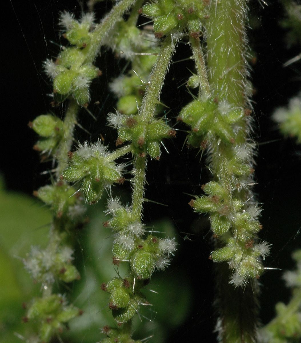 Urticaceae Urtica dioica