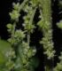 image of Urtica dioica