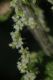 image of Urtica dioica