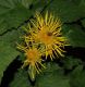 image of Doronicum 