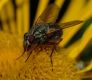 image of Doronicum 