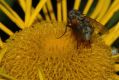 image of Doronicum 