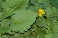image of Doronicum 
