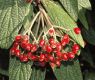 image of Viburnum rhytidophyllum