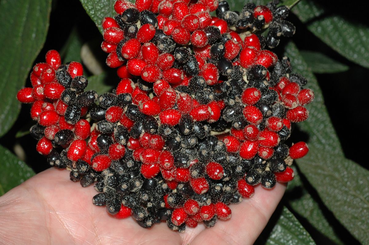 Adoxaceae Viburnum rhytidophyllum