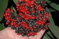 image of Viburnum rhytidophyllum