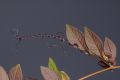 image of Cobaea scandens