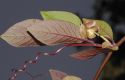 image of Cobaea scandens