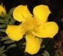 image of Hypericum irazuense