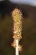 image of Acaena cylindristachya