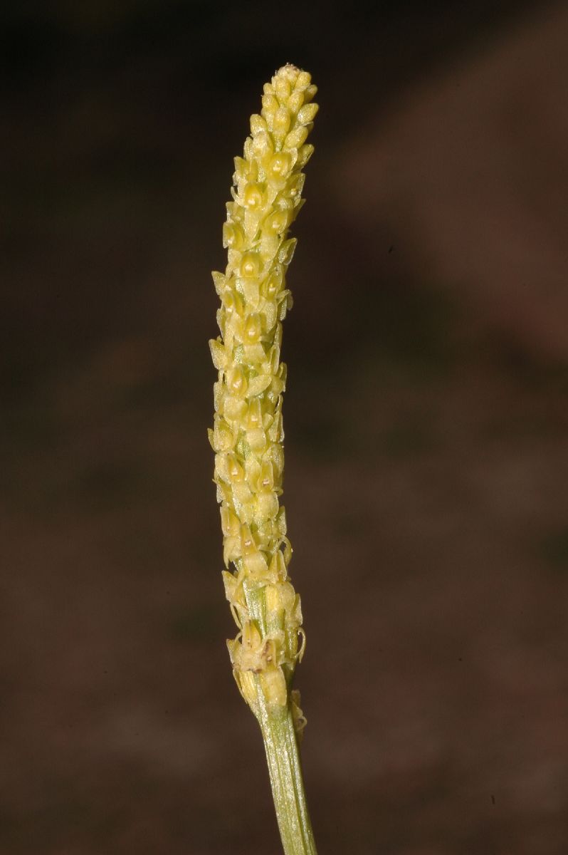 Orchidaceae Malaxis 