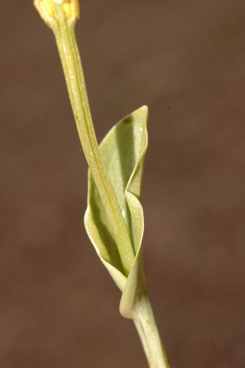 Orchidaceae Malaxis 