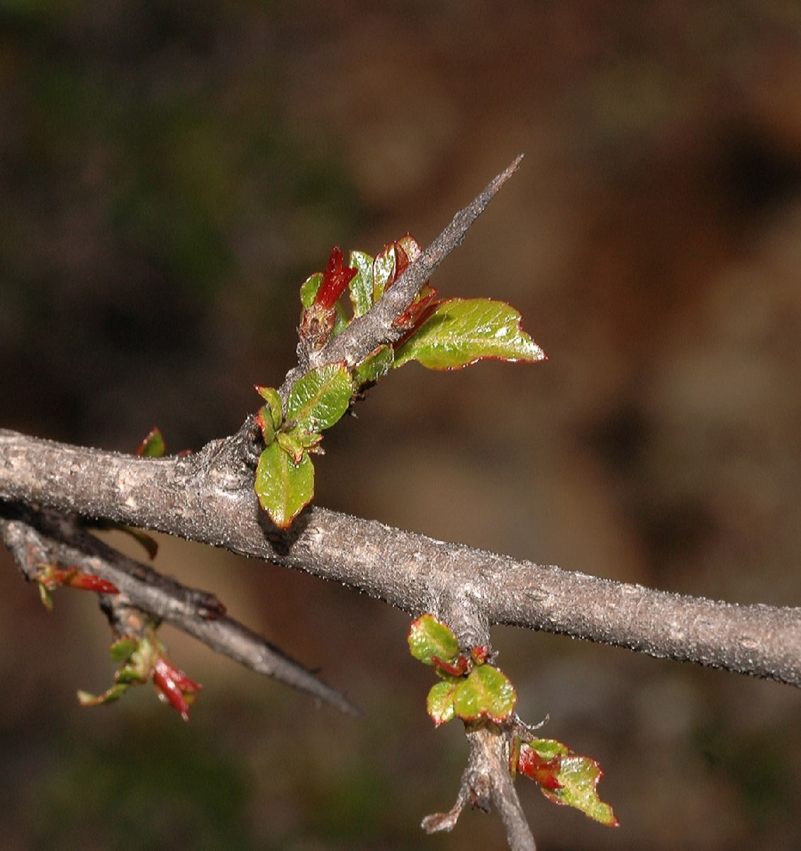 Rosaceae Hesperomeles heterophylla