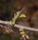 image of Hesperomeles heterophylla