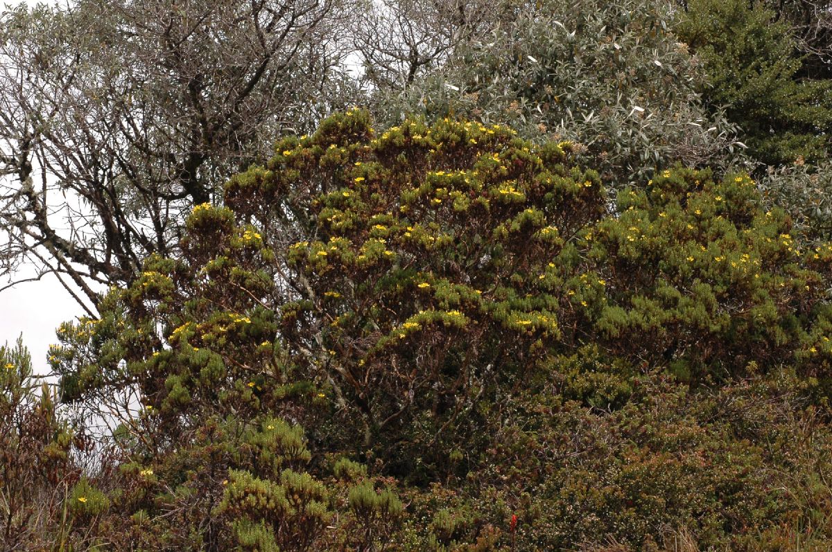 Hypericaceae Hypericum irazuense