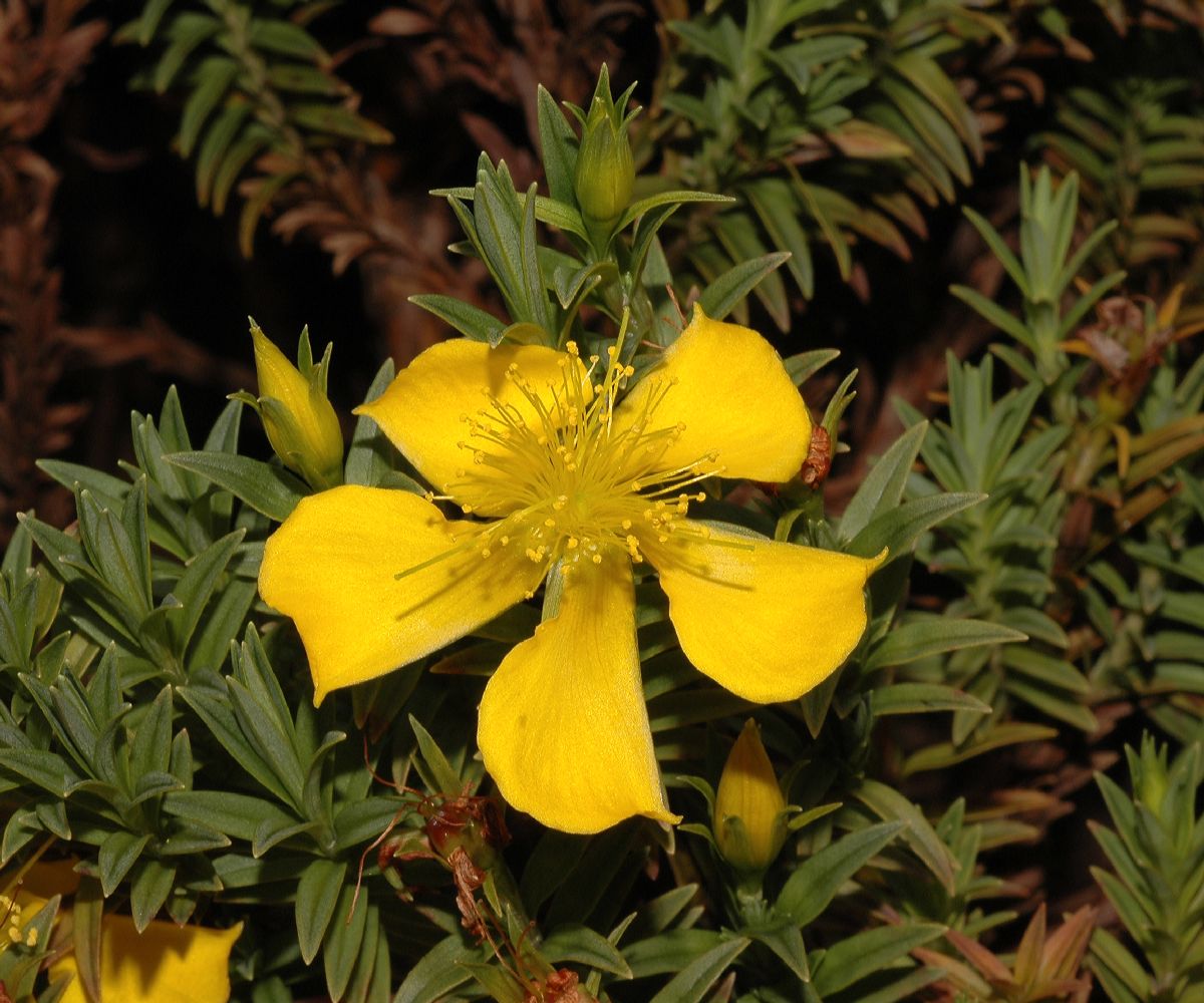 Hypericaceae Hypericum irazuense