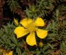 image of Hypericum irazuense