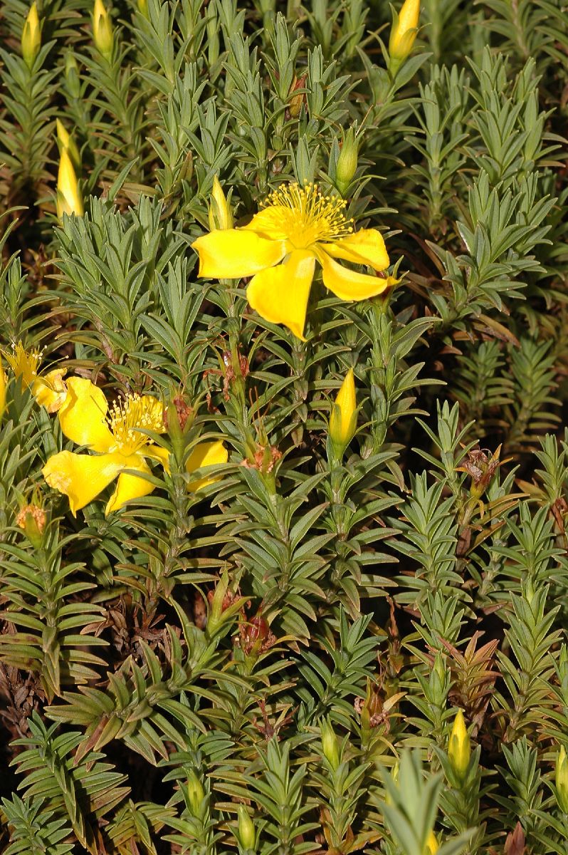 Hypericaceae Hypericum irazuense