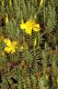 image of Hypericum irazuense