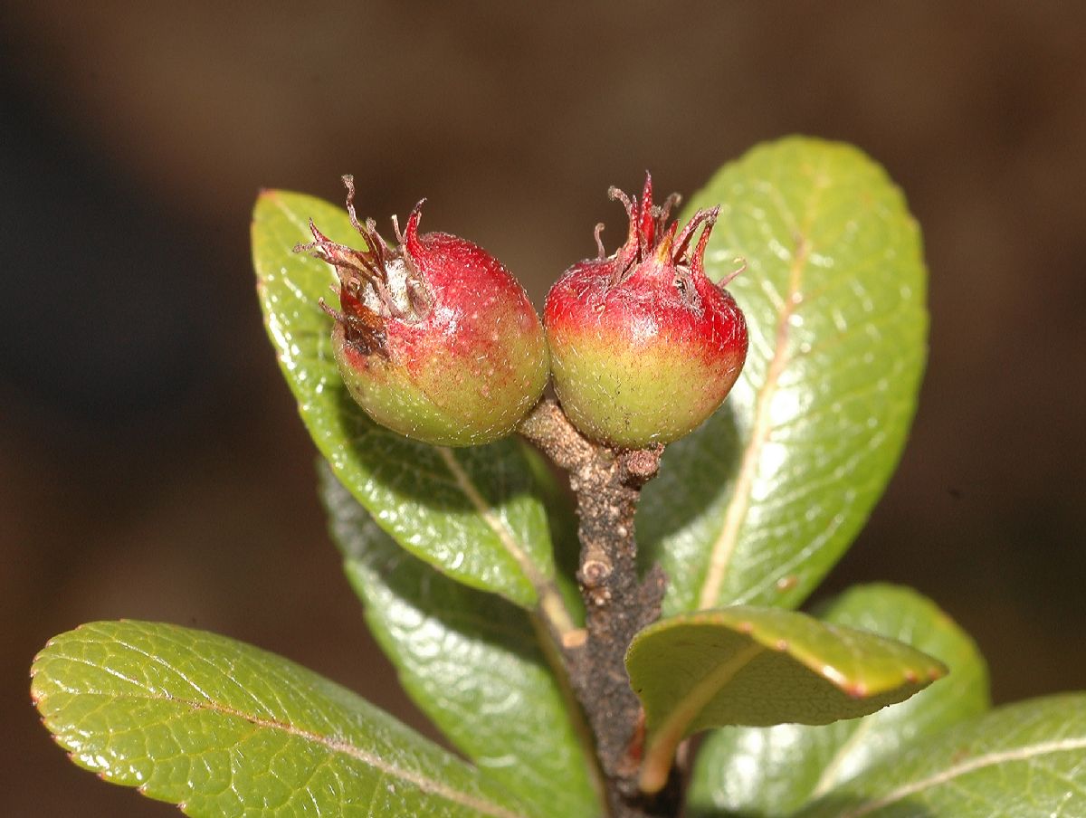 Rosaceae Hesperomeles heterophylla