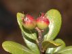 image of Hesperomeles heterophylla