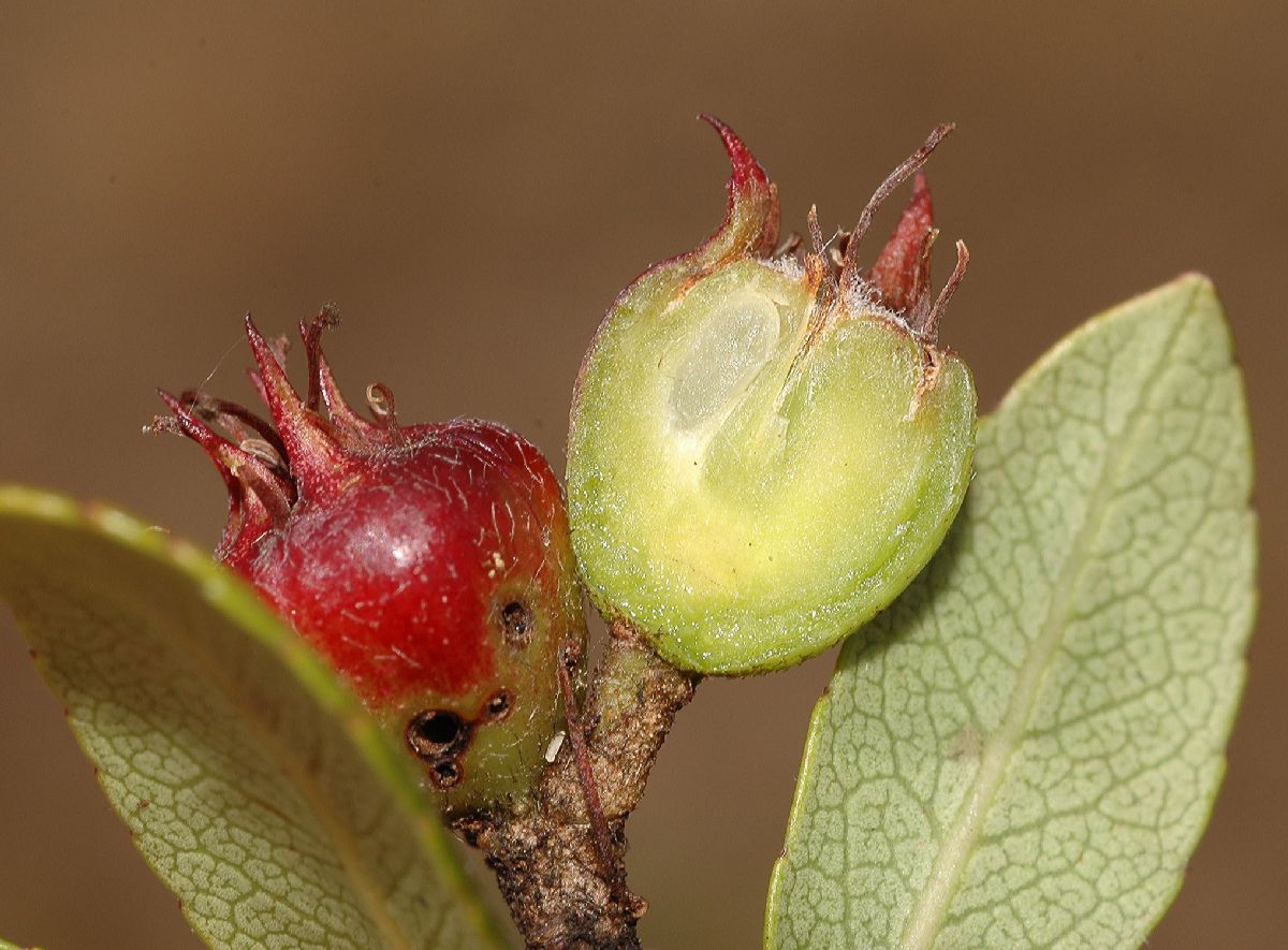Rosaceae Hesperomeles heterophylla