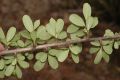 image of Hesperomeles heterophylla