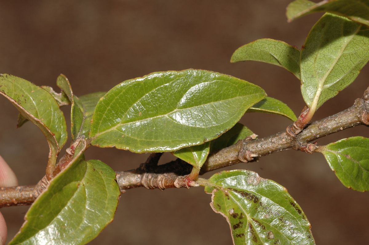 Adoxaceae Viburnum 