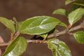 image of Viburnum 