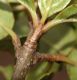 image of Viburnum 