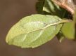 image of Viburnum 