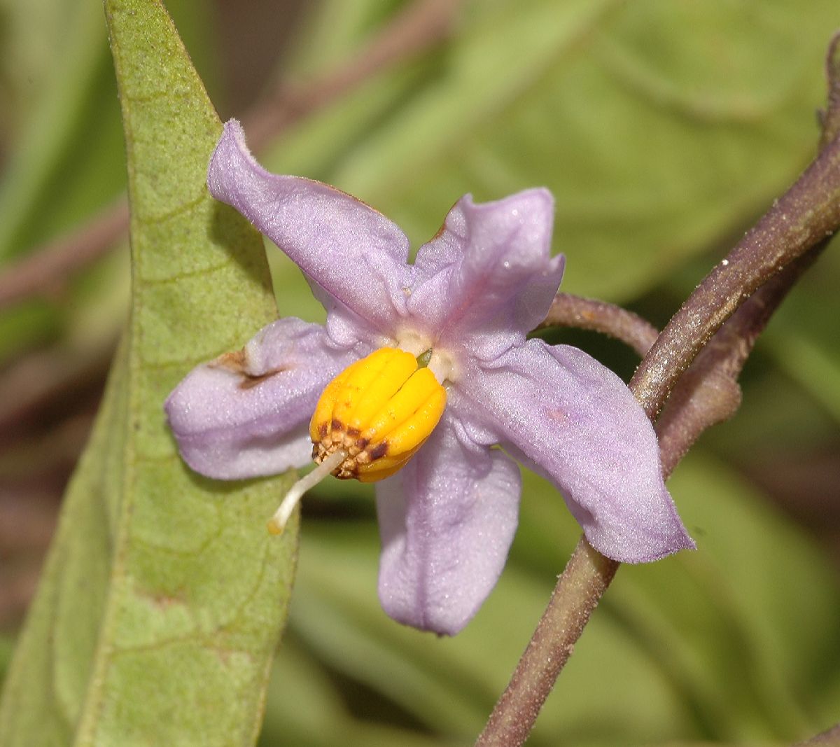 Solanaceae Solanum storkii