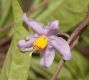 image of Solanum storkii