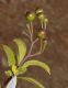 image of Solanum storkii