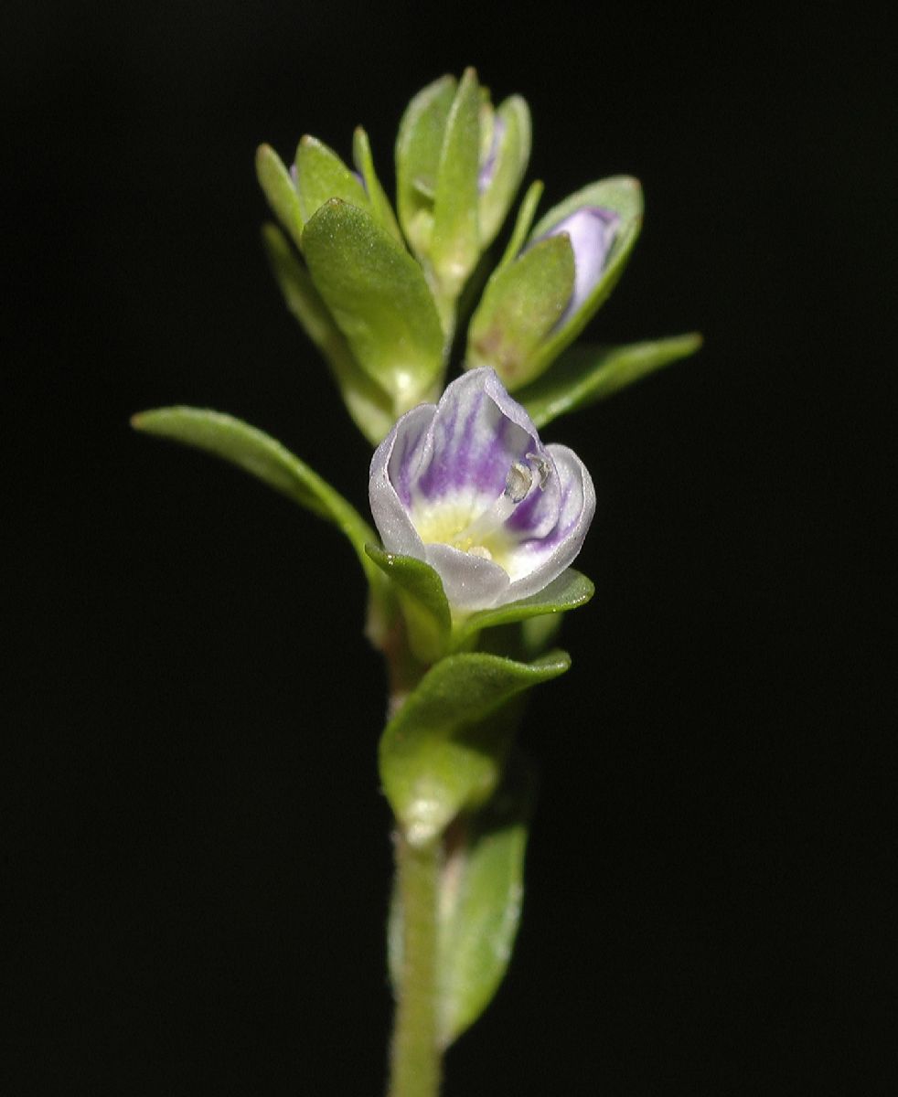 Plantaginaceae Veronica 