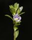 image of Veronica 