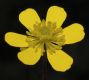 image of Ranunculus 