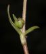 image of Ranunculus 