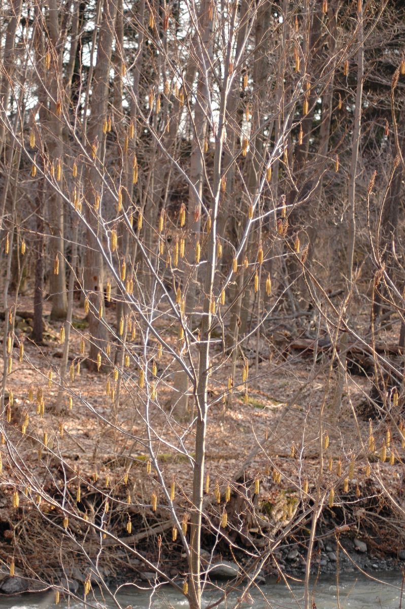 Betulaceae Alnus incana