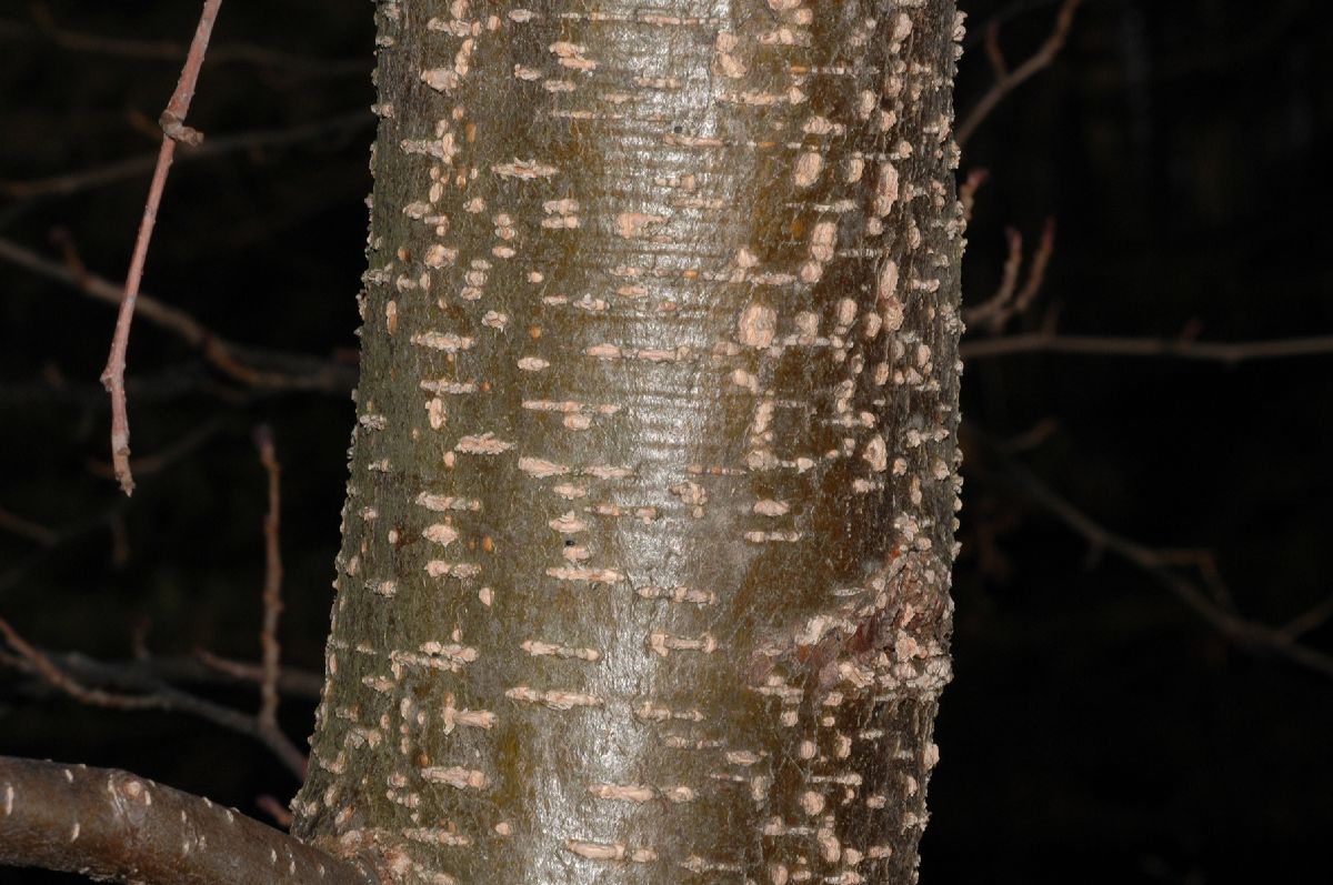 Betulaceae Alnus incana