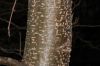 image of Alnus incana