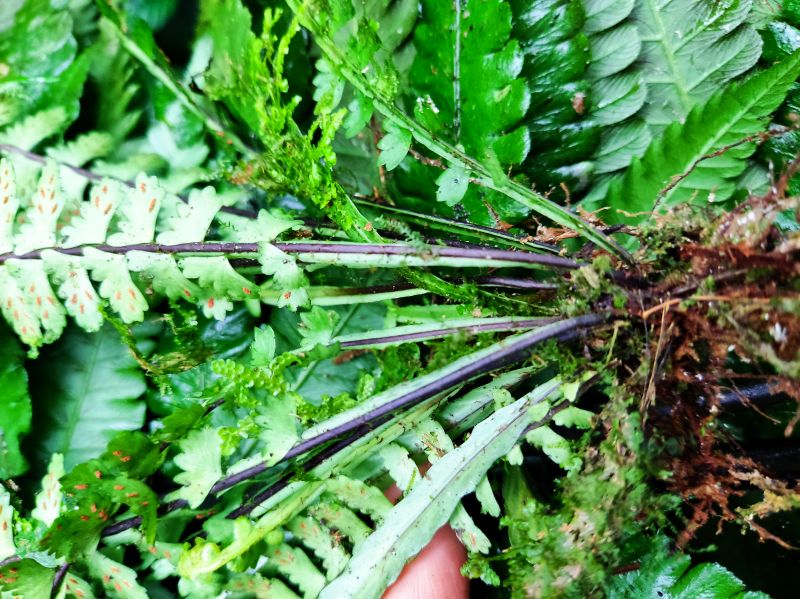Aspleniaceae Asplenium pteropus