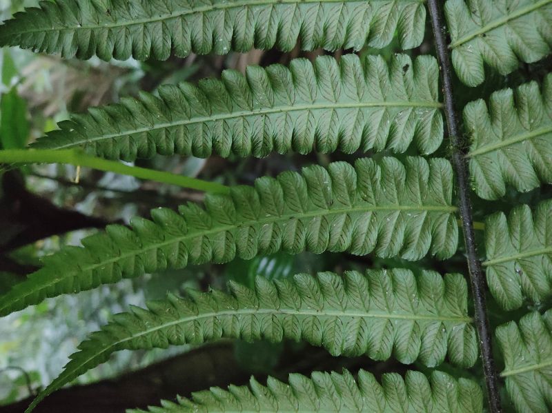 Athyriaceae Diplazium striatastrum