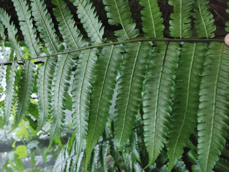 Athyriaceae Diplazium striatastrum