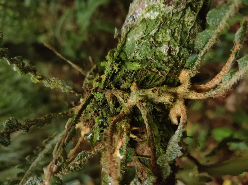 Polypodiaceae Pleopeltis bombycina