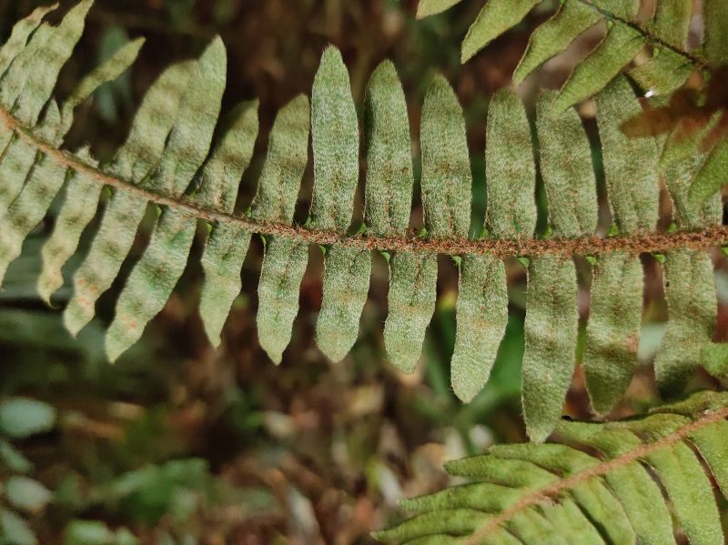 Polypodiaceae Pleopeltis bombycina