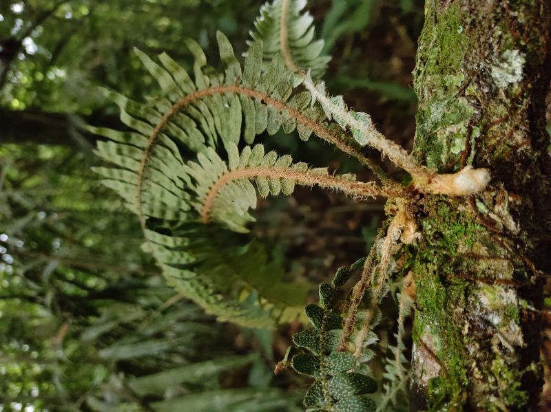 Polypodiaceae Pleopeltis bombycina