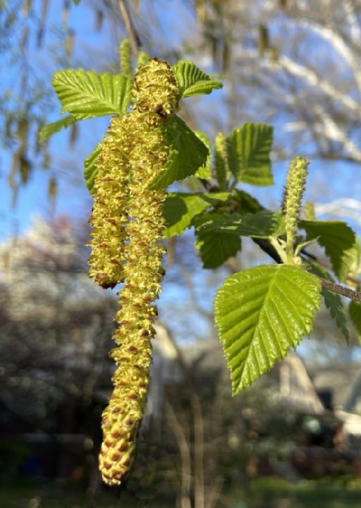 Betulaceae Betula nigra