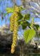 image of Betula nigra